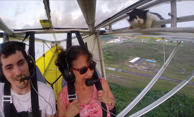 Кот забрался в параплан и заснул, а проснулся уже в небе. Видео пилота, который заметил питомца вовремя Дельтаплан набрал, снимала, пилот, краем, глаза, заметил, движение, головой, крайности, удивленный, кот Всю, ситуацию, установленная, туристку, кабине, камераВ, конечном, итоге, закончилось, благополучно