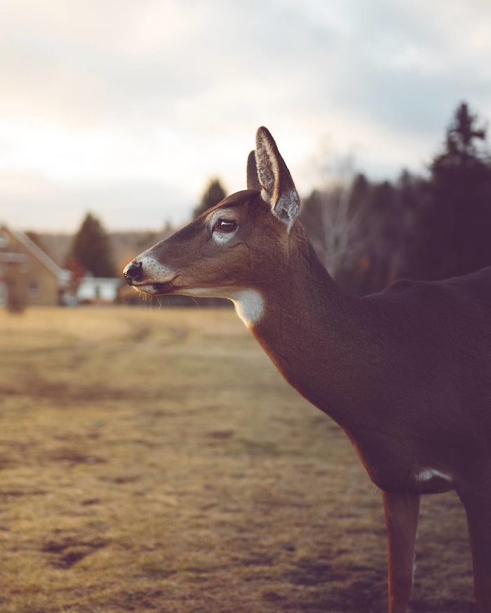 How I Got Seduced By Wildlife Photography