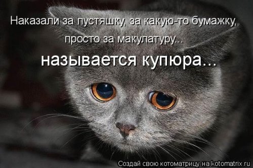 Котоматрица на Бугаге (28 фото)
