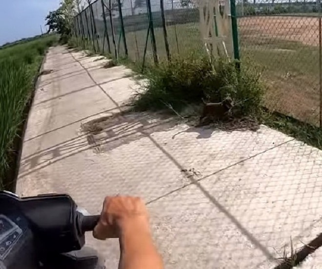 Щенок стоит