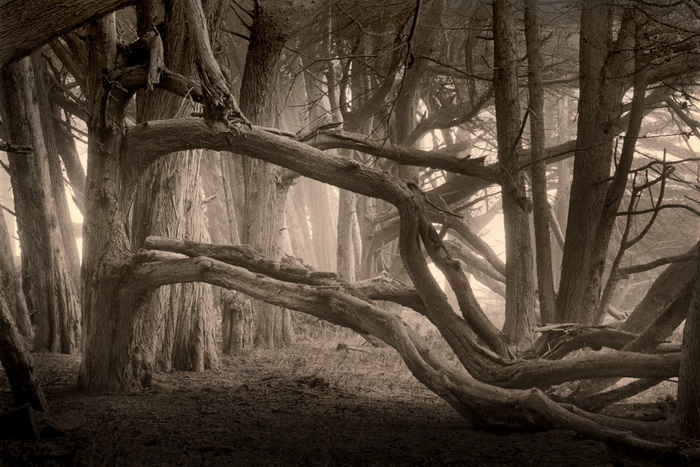 Портреты деревьев Портреты деревьев