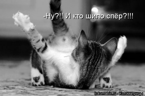 Свежая котоматрица для всех (31 шт)