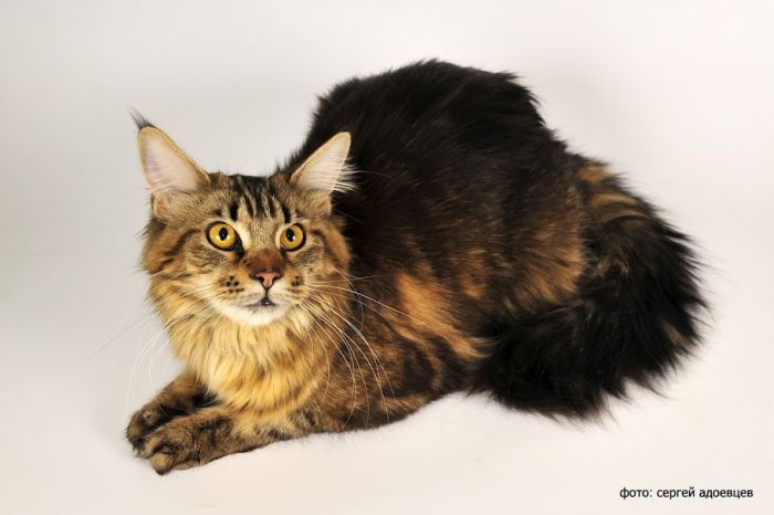 Кошачья фотосессия Кошачья фотосессия