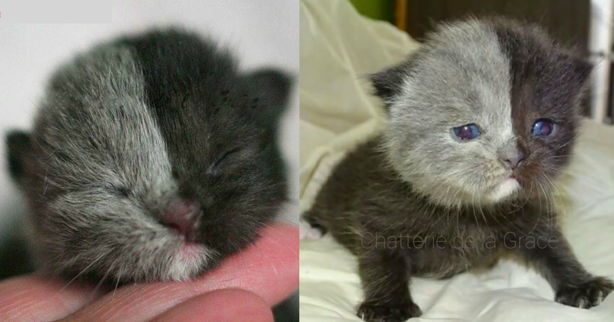 Махонький котенок. Маленький котенок. Барханный кот фото. Котята фото. Котенка как он выглядит.