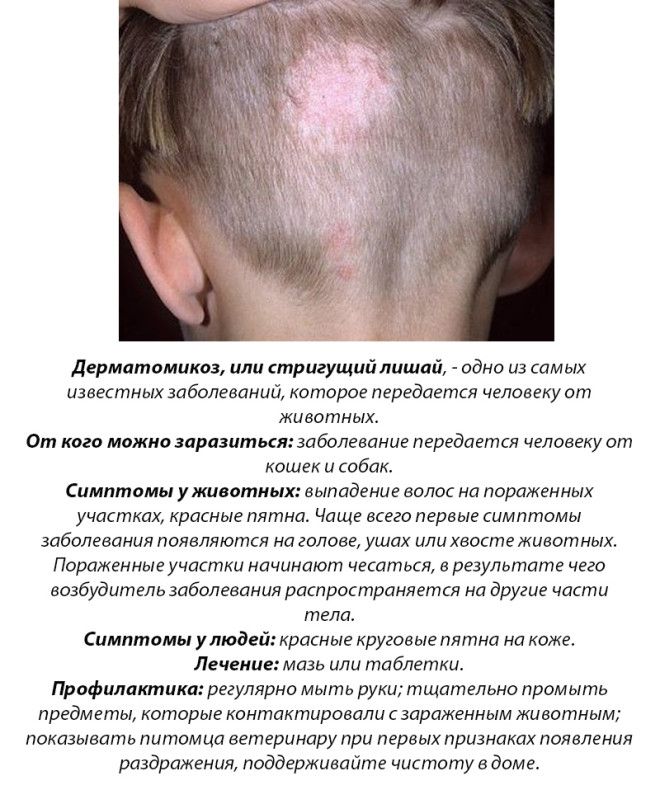 10 болезней, которыми вы можете заразиться от домашних животных 10 болезней, которыми вы можете заразиться от домашних животных