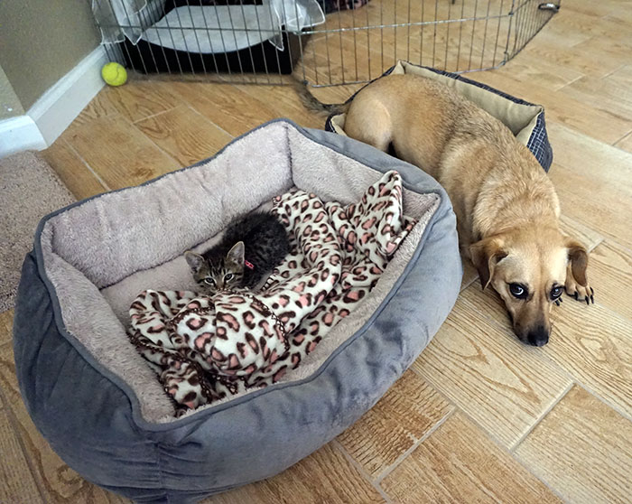 cats-stealing-dog-beds-83-57e14c4f0b7ad__700