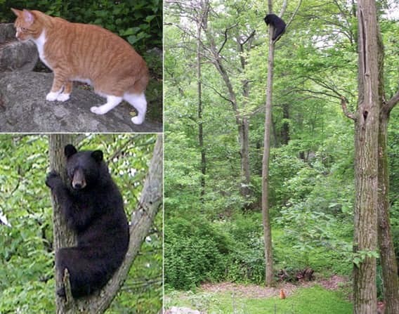 Джек из Нью-Джерси животные, интересно, кошки, спасатели