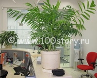 Стриптиз в морозы