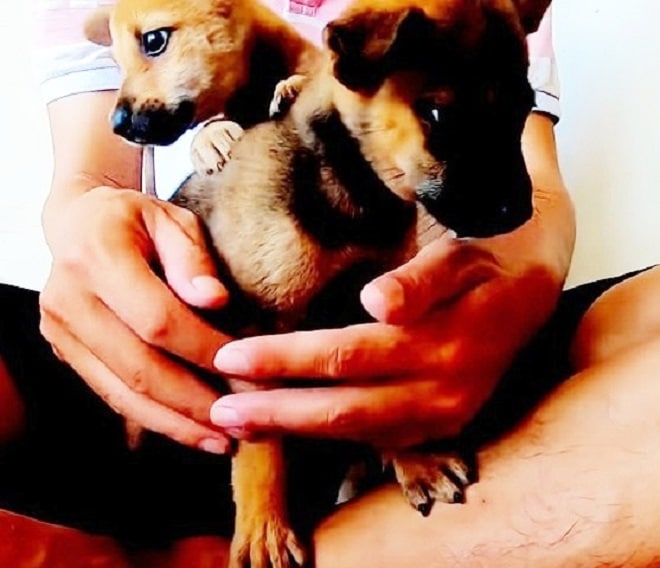 Щенки на руках