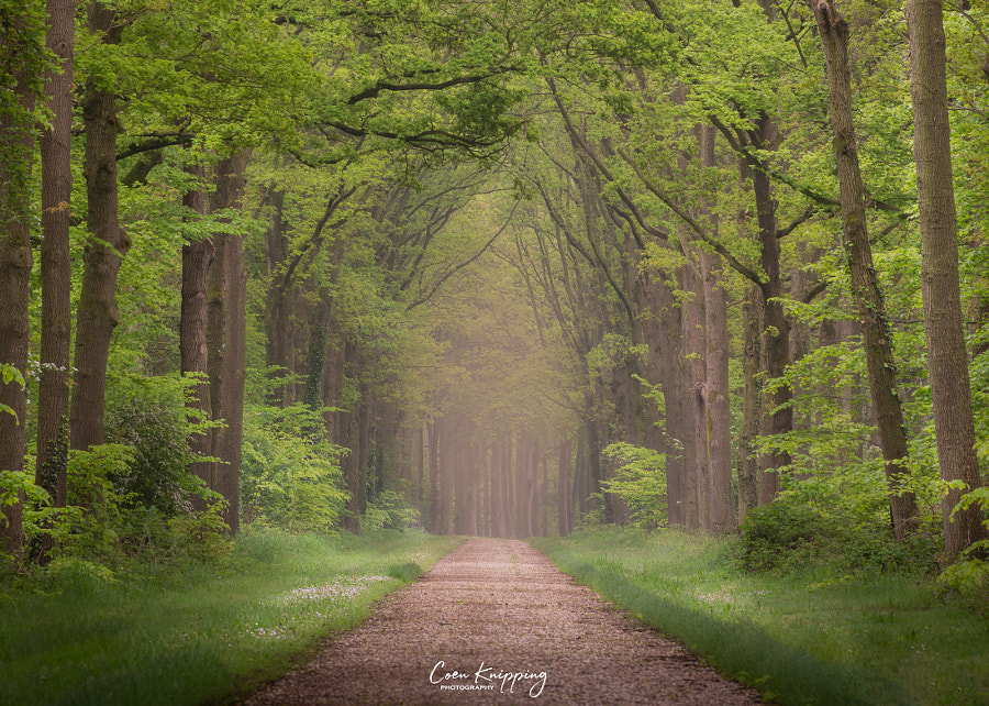 Spring is here by Coen Knipping on 500px.com