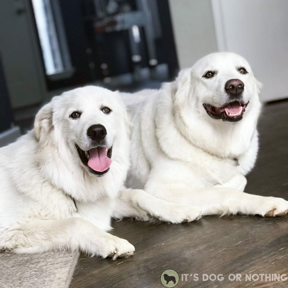 Two Great Pyrenees smiling