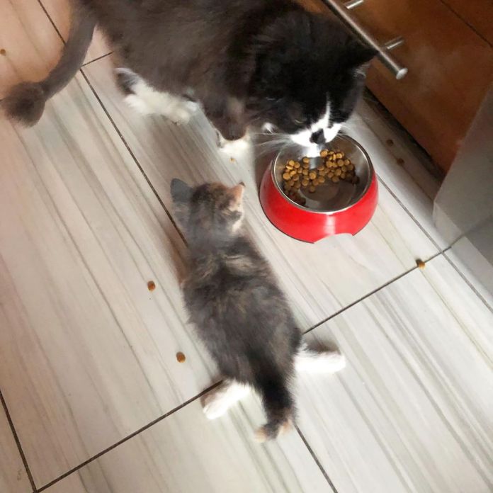 Без кота и жизнь не та