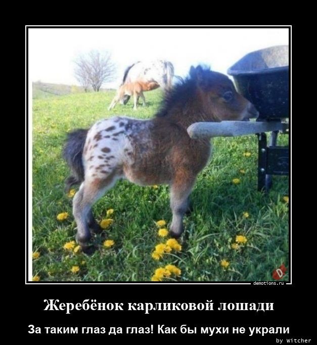 Традиционная коллекция демотивирующих картинок для поддержания вашего отличного настроения! Традиционная коллекция демотивирующих картинок для поддержания вашего отличного настроения!