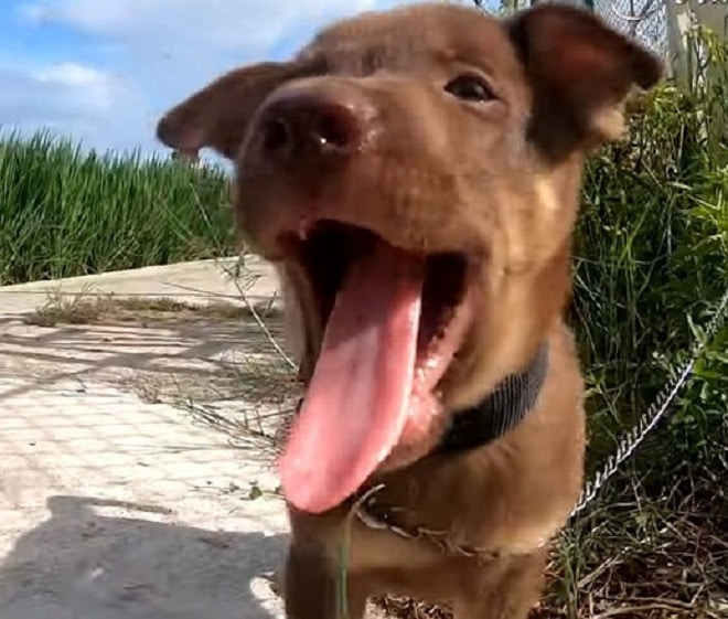 Радостный щенок