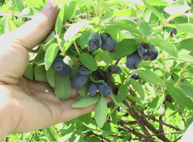 Жимолость голубая, или Жимолость синяя (Lonicera caerulea)