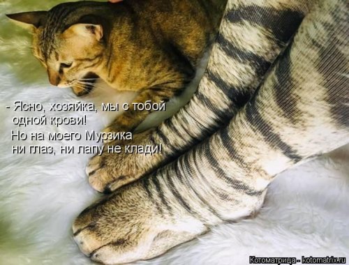 Свежая котоматрица  смешные картинки
