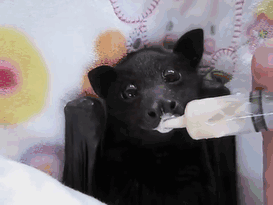 Adorable Bats
