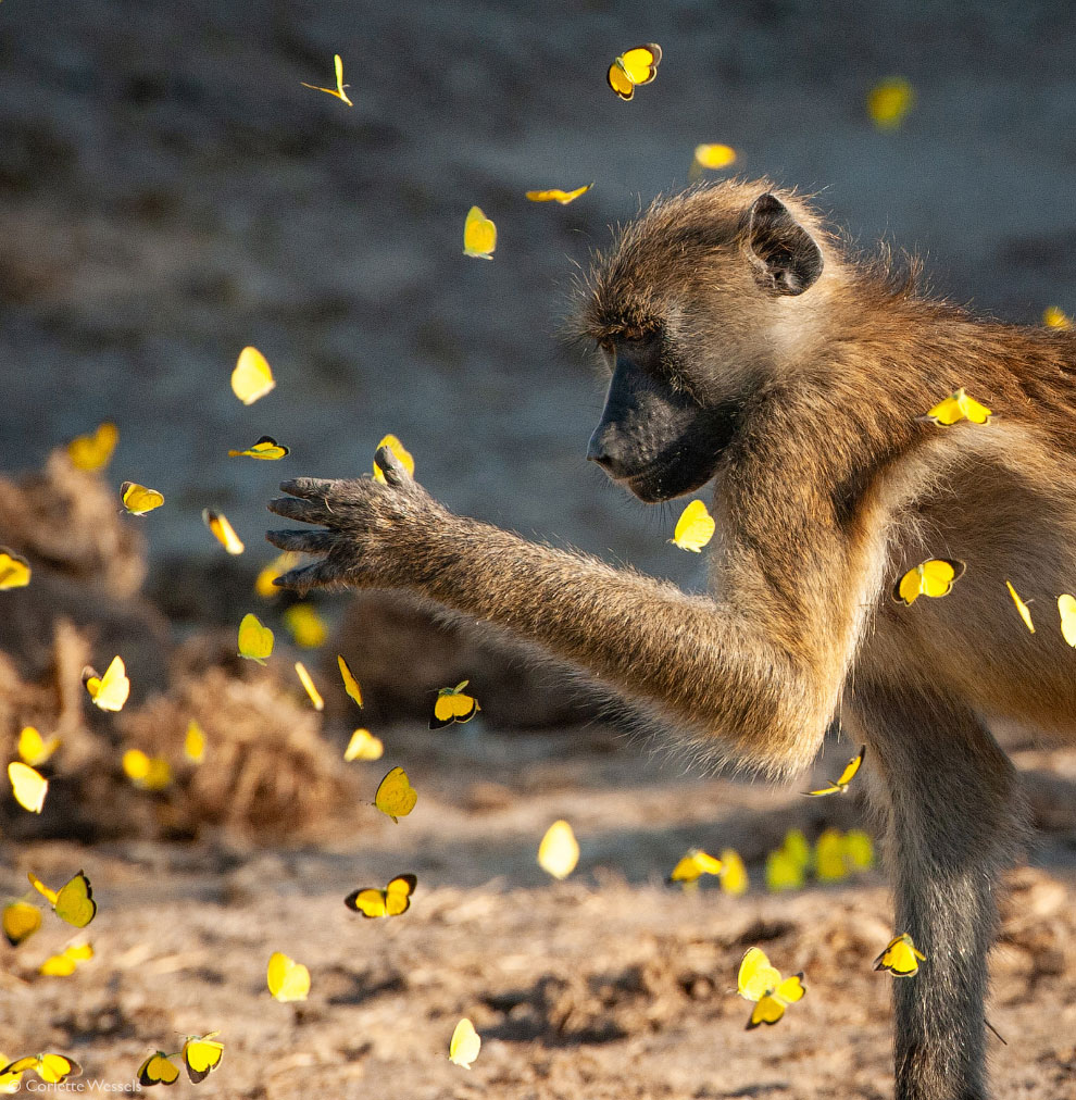 Лучшие фотографии Африки 2020 Африка,фотографии