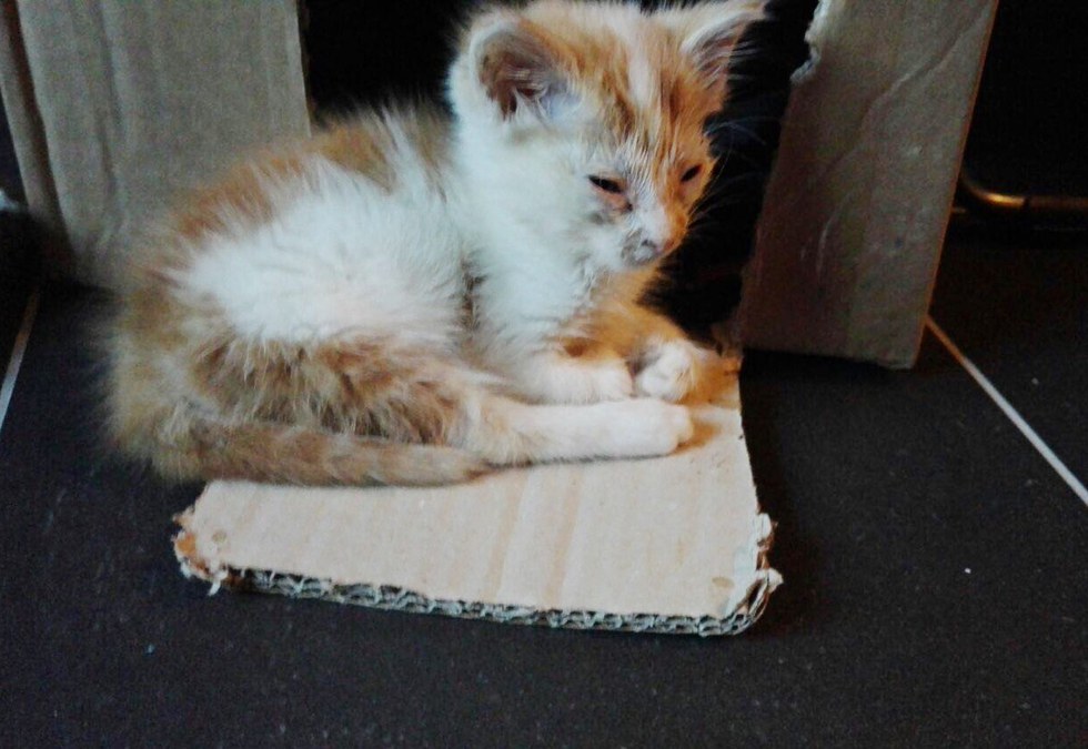 Без кота и жизнь не та
