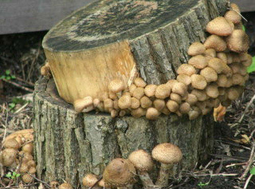 Как на даче выращивать большой урожай опят можно, грибы, нужно, грибов, только, опята, других, получается, всегда, земли, чтото, лесные, показали, много, лучше, участок, бревна, некоторых, вроде, этого