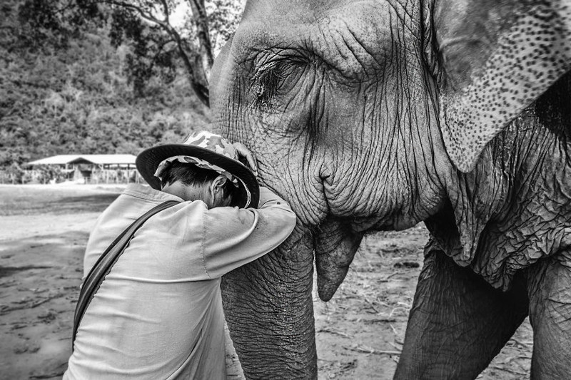 Когда вы едете на слоне, ему приходится везти на себе седло, которое весит около 80 кг, вас и погонщика. заповедник, слон, слоны, таиланд