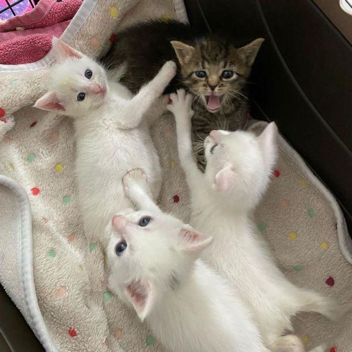 Без кота и жизнь не та