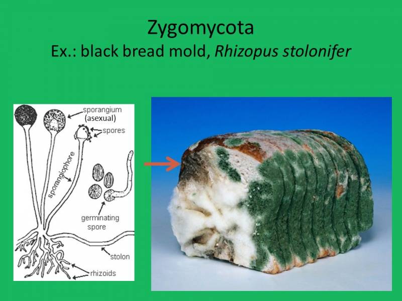 Гемостатик из грибов или моллюсков? Модный приговор Гемостатик из грибов или моллюсков? Модный приговор оружие