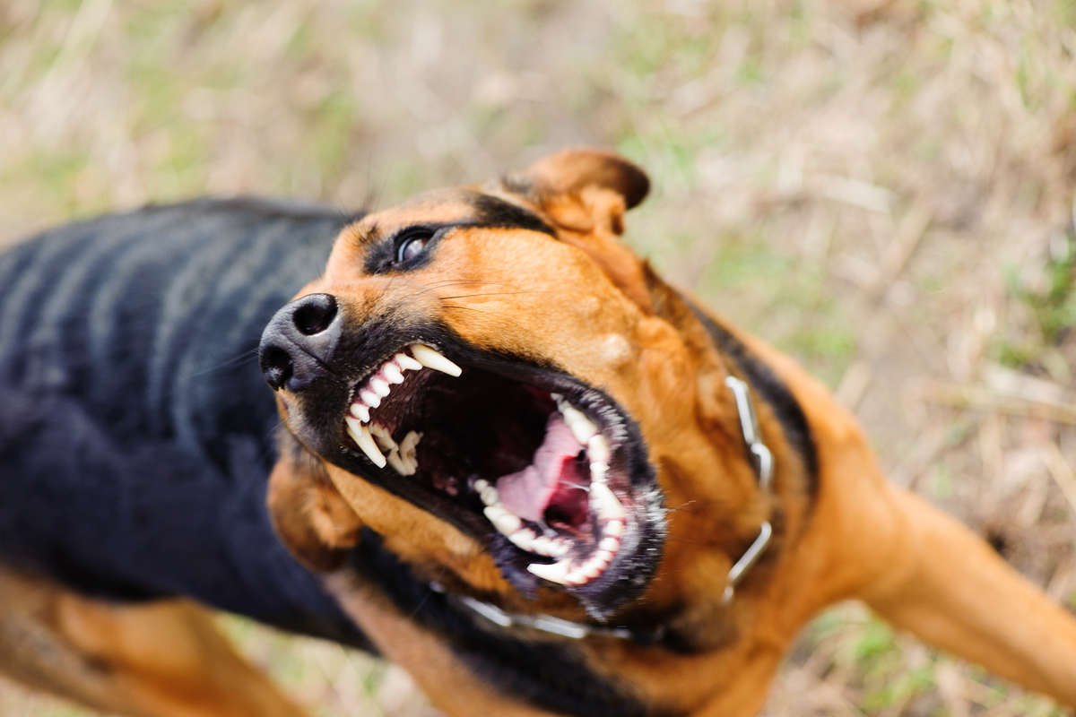 TAMU: приступы агрессии у псов могут быть вызваны судорожной активностью в мозге