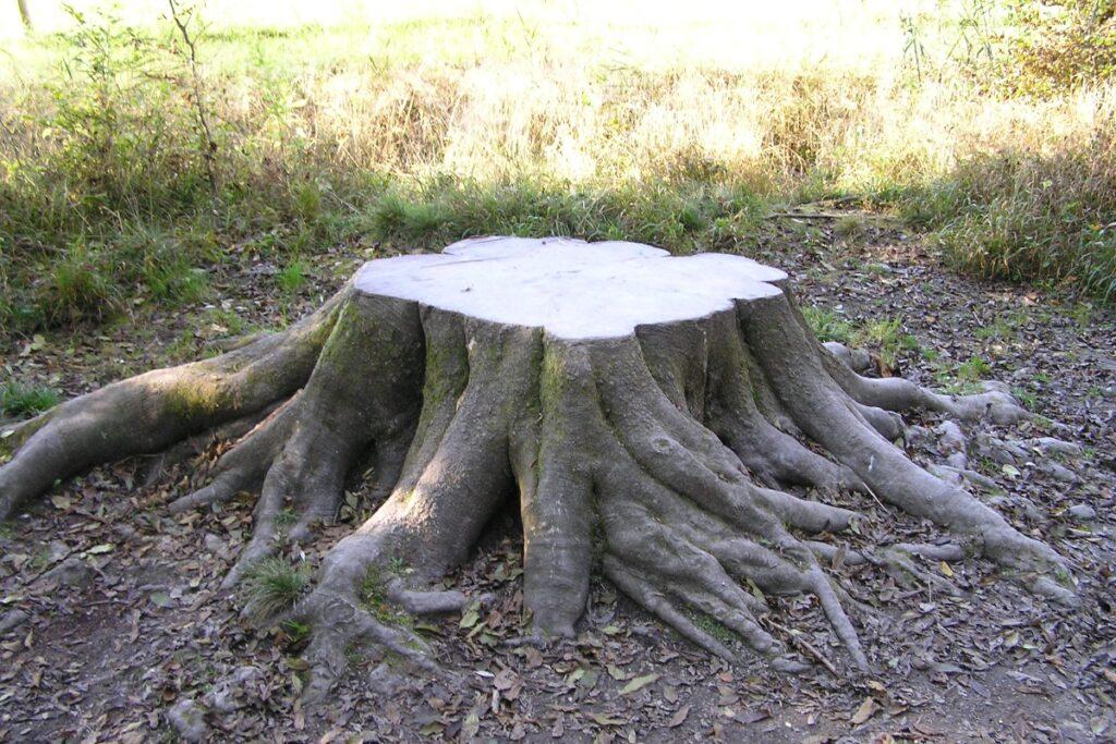 Зачистим дачу без труда: как избавиться от пня без усилий — справится даже бабушка