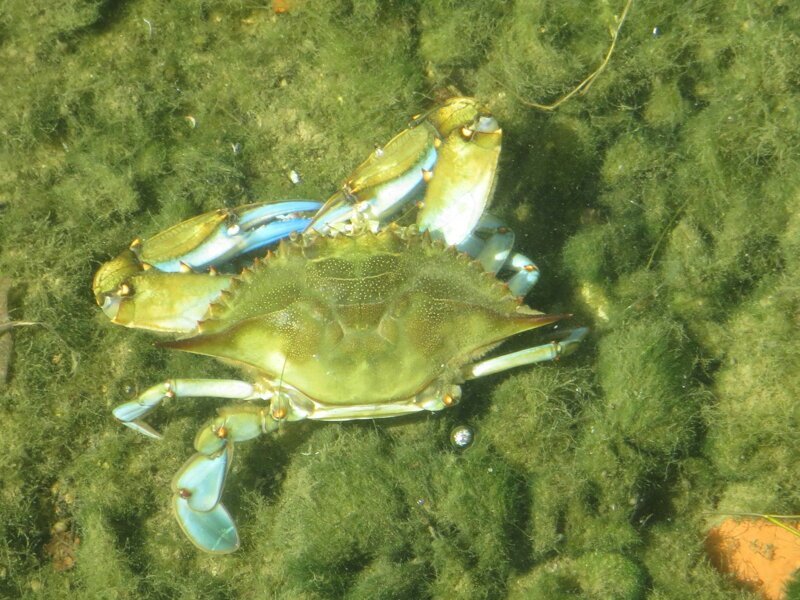 Река Эбро и её обитатели Река Эбро и её обитатели Испания,отдых,путешествие,река Эбро,самостоятельные путешествия,туризм