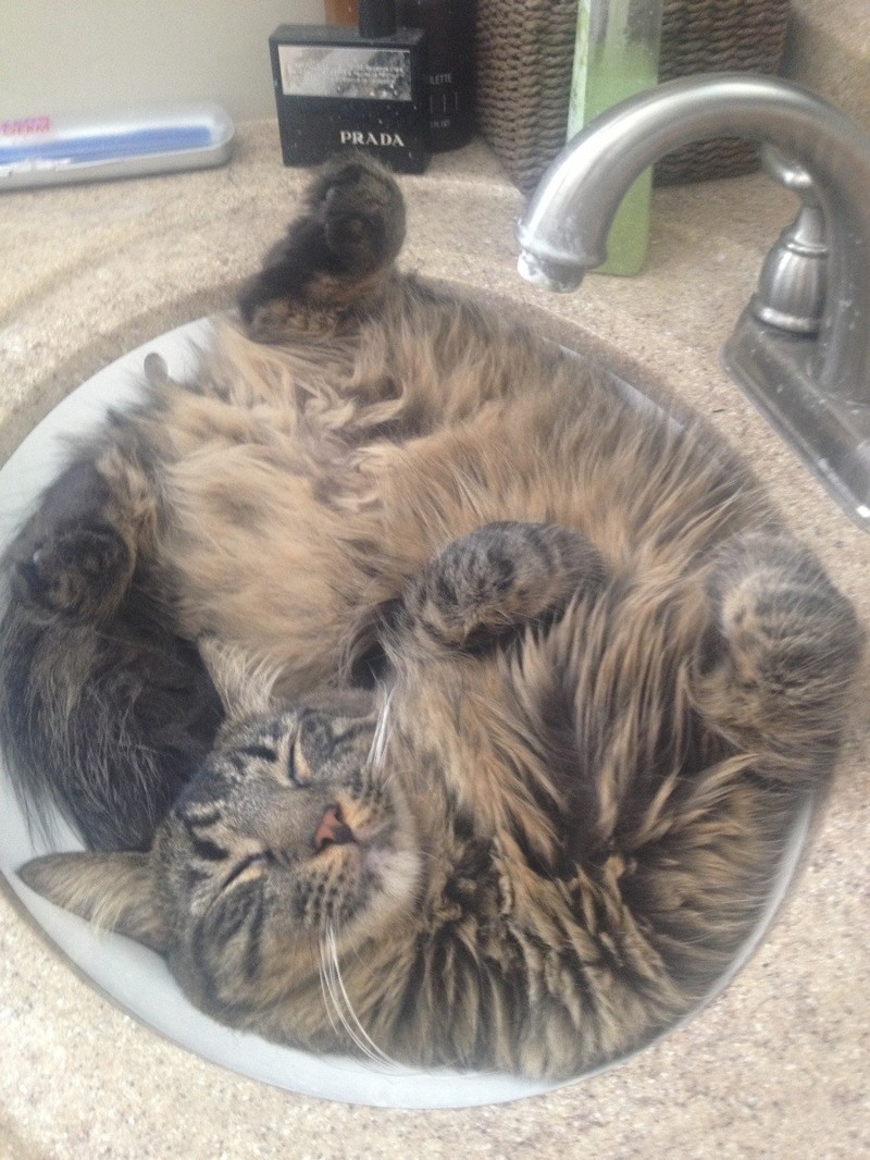 Коты, которых можно налить в любую емкость животные, приколы, удачный кадр, юмор