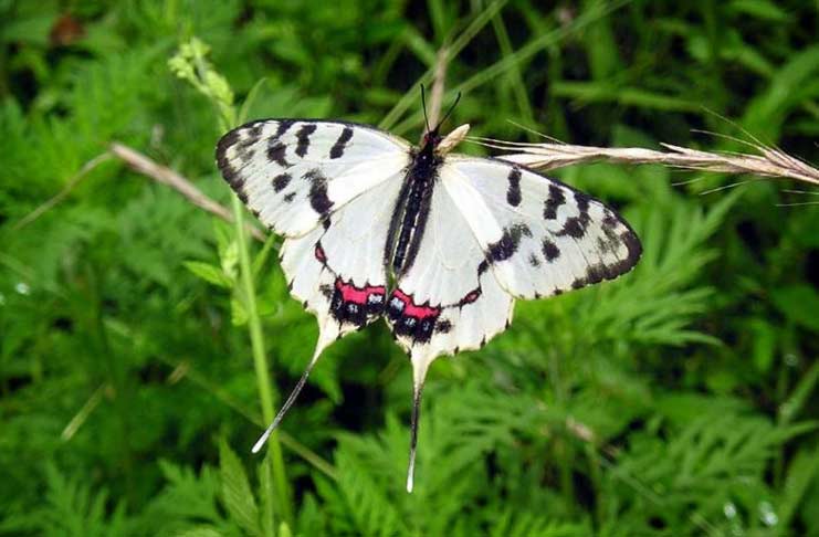Самые красивые бабочки