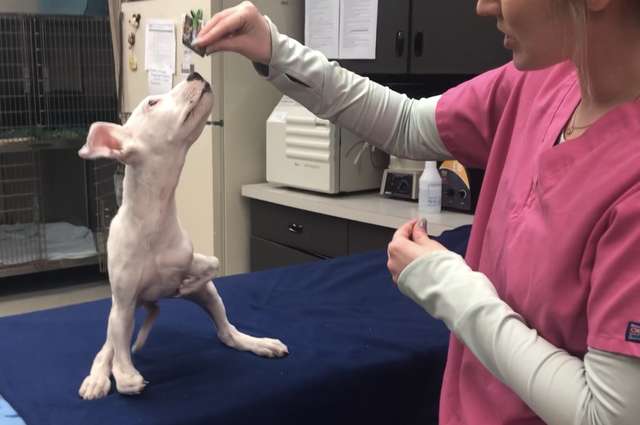 собака играет