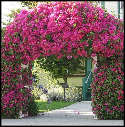 Садовая арка в цветах