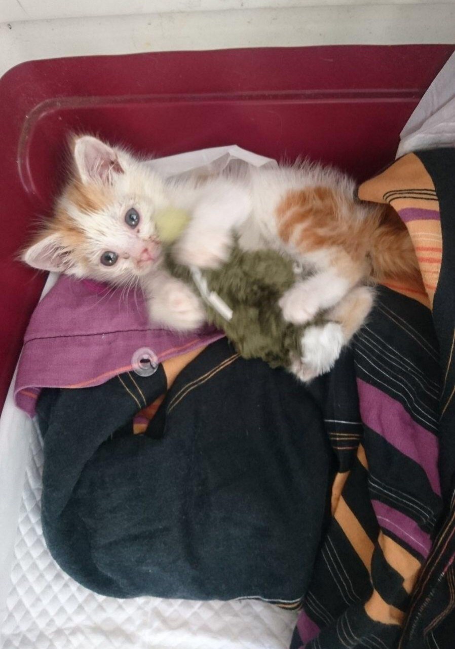 Без кота и жизнь не та