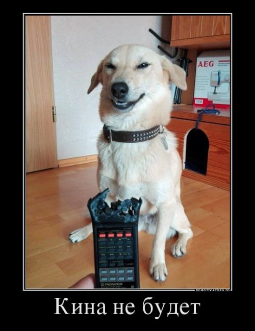 Свежая порция демотиваторов (12 шт)