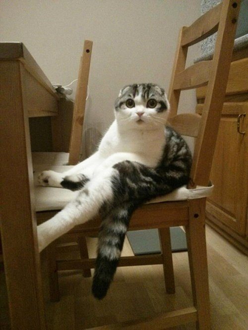 Когда мяукаешь кошке в ответ Когда мяукаешь кошке в ответ