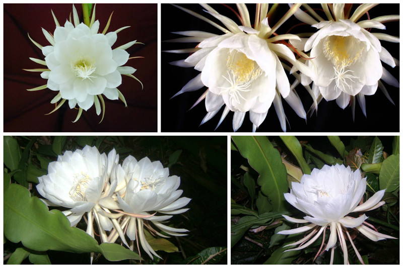 Цветок Kadupul. интересное, природа, раз в жизни, факты, фауна, флора, цветы
