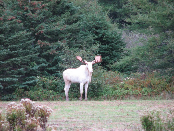 02-albino-moose-710x533