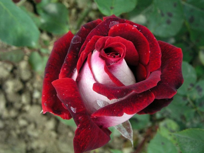 Двуцветная роза сорта Osiria - Дачный участок - 31 января - 43592511172 - Медиаплатформа МирТесен