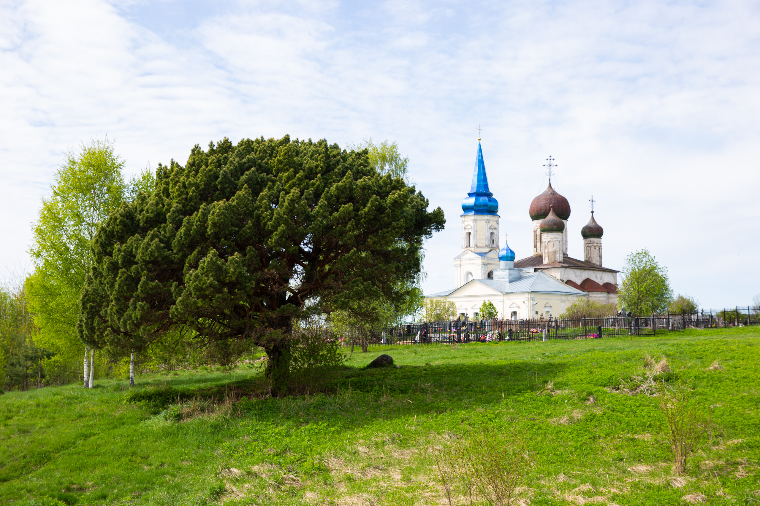 Блогер показал необычную сосну в Тверской области