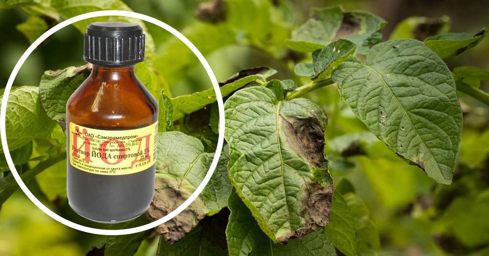 Йод на страже урожая