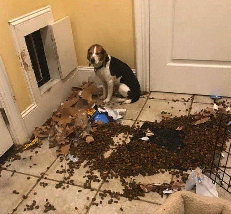 Забавные картинки для хорошего настроения Забавные картинки для хорошего настроения животные,жизнь,звери,земля,котики,коты,курьезы,мир,питомцы,планета,приколы,природа,смешное,собаки,факты,фауна,флора,щенки,юмор