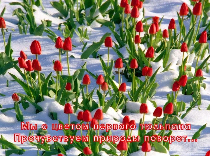 тюльпаны под снегом