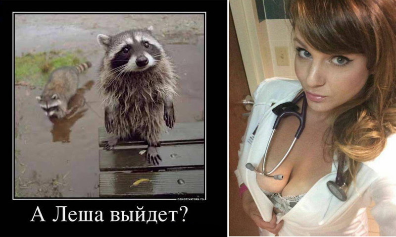 Еноты и не только.. Фото-приколы! Смешные прикольные картинки, фото приколы