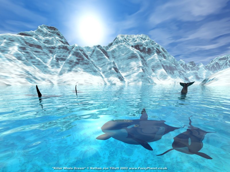 Killer_Whale_Dream_by_Fuzzy_800x600.jpg0