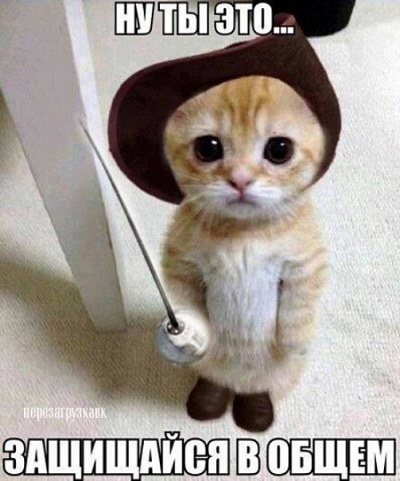 Котэ дерутся...