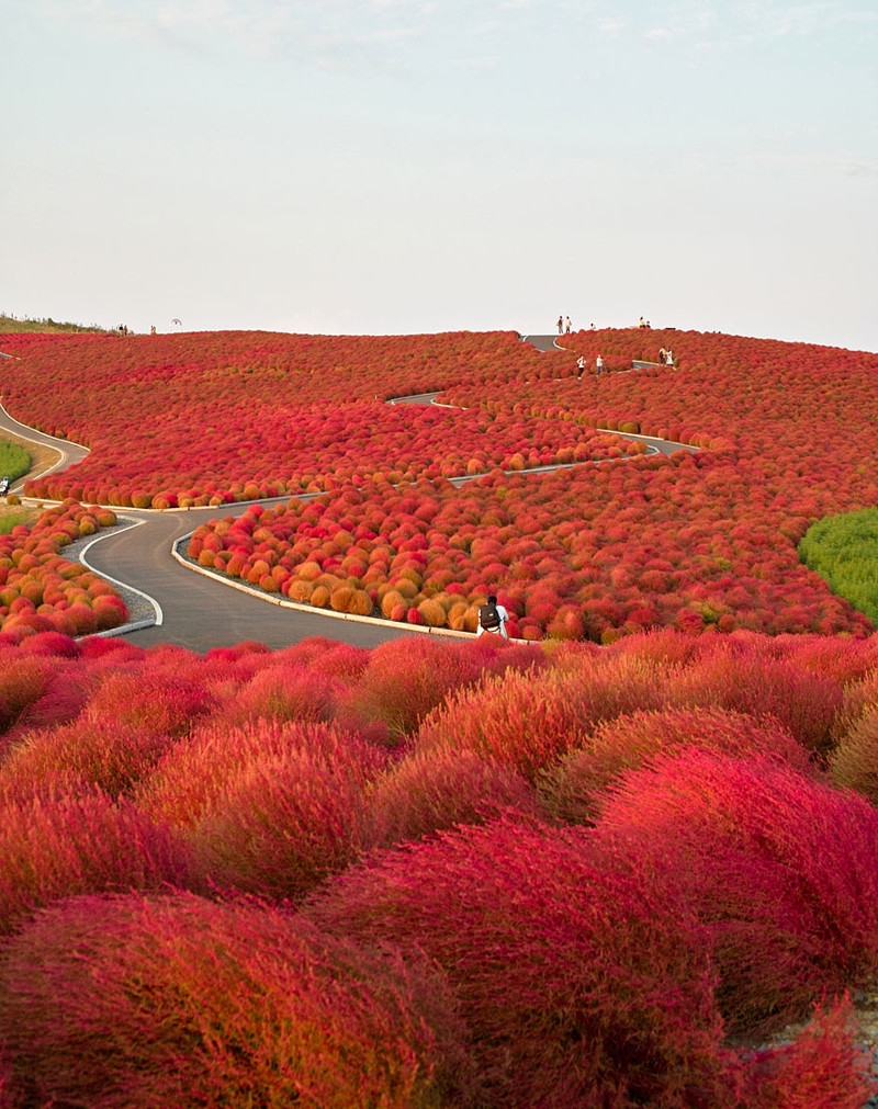 Национальный парк Хитачи в Японии красивые места, красота, невероятные места, фото