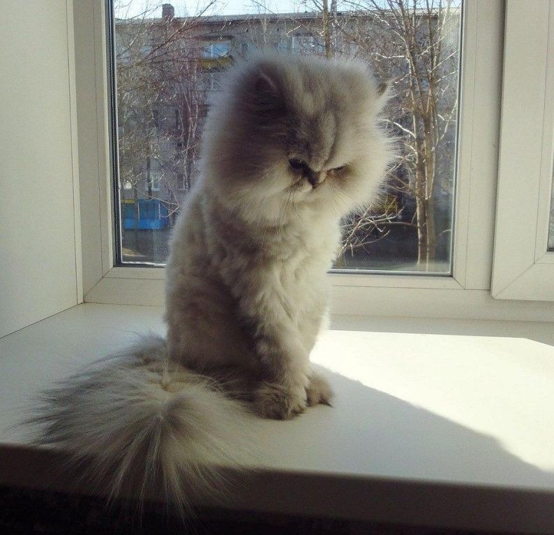 Ох уж эти котики! только, когда, очень, хозяин, больше, смешных, поэтому, хочешь Everybody, мордочку, лицезреть, достоин, кинопремий Больше, престижных, самых, достойная, сокрушается Эмоциональность, серьезная, обида, лучше, нанесена