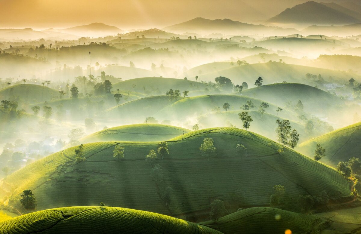 "Чайные холмы", снято в провинции Пху Тхо, Вьетнам. Фото: Ву Чунг Хуан.